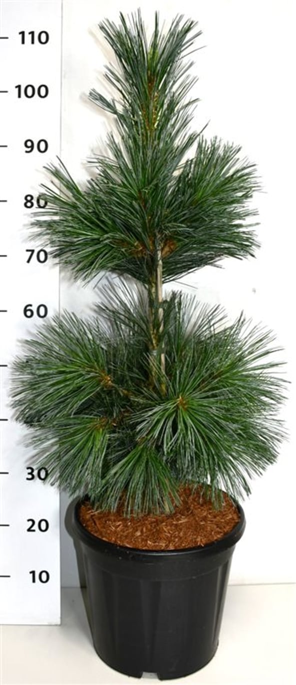 Pinus flex. 'Vanderwolf's Pyramid' - C12 60-70 CM